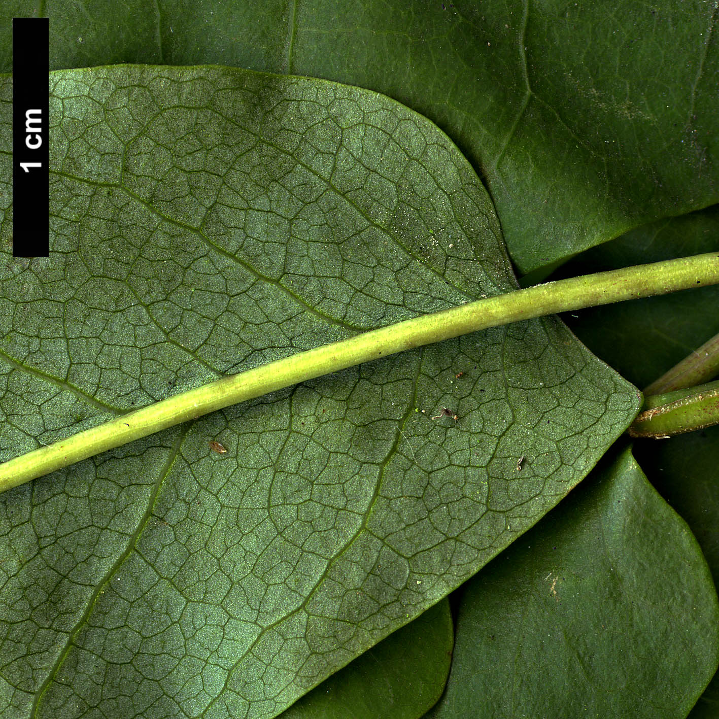 High resolution image: Family: Magnoliaceae - Genus: Magnolia - Taxon: fraseri - SpeciesSub: var. pyramidata